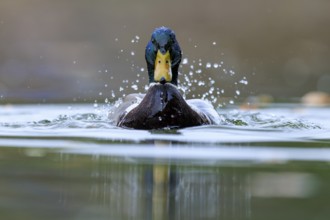Two ducks break through the water surface, drops fly and the scene looks energetic, mallard (Anas