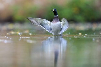 A drake shows flapping wings in still water, surrounded by soft light and soft green, mallard (Anas