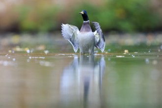 The drake raises its wings slightly, stands in calm water and is reflected in soft blurred green,