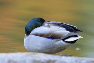 The drake resting on a stone with its head retracted, warm bokeh and soft autumn colors in the