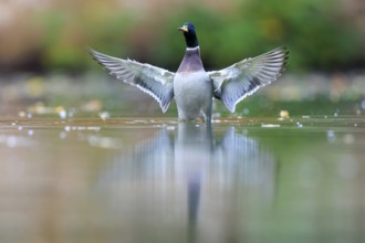 A drake straightens up in shallow water, spreads its wings in front of green bokeh and is reflected