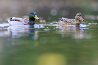 A couple swims quietly side by side, reflections shimmer in green water, mallard (Anas