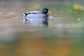 Mallard drake on still water with soft reflections, soft shades of green and orange, calm, dreamy