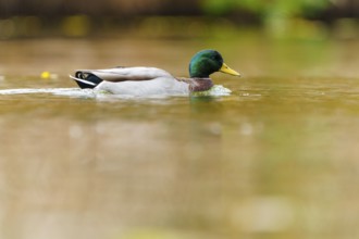 Mallard drake glides calmly through golden water, soft background and soft autumn colors, mallard