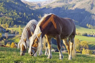 Two Haflingers graze on an alpine pasture in front of autumnal mountain meadows in the warm evening