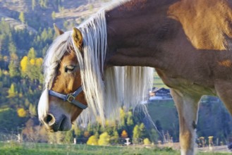 Haflinger with long maned hair on an alpine pasture in front of autumnal alpine slopes, warm