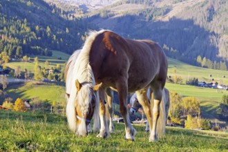 Haflingers graze on a mountain meadow in front of autumnal Alps and a sunny valley, Toblach, Drau
