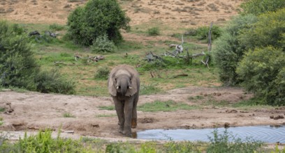 Elephant at Waterhole in the Wild and Savanna Landscape of Africa Elephant at Waterhole in the Wild