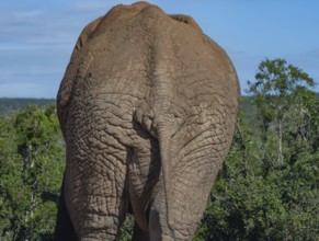 Elephant in the wild and savanna landscape of Africa Elephant in the wild and savannah landscape of