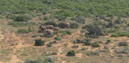 Herd of elephants in the wild and savanna landscape of Africa Herd of elephants in the wild and