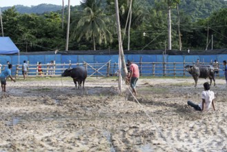 Thailand, fighting Buffalo (Bubalus bubalis), just before the fight