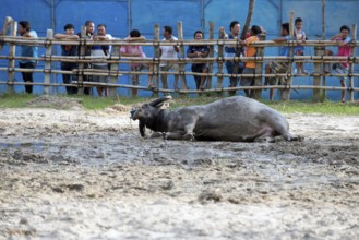 Thailand, fighting Buffalo (Bubalus bubalis), preparation before the fight, bull rolling in the mut