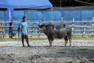 Thailand, fighting Buffalo (Bubalus bubalis), preparation before the fight