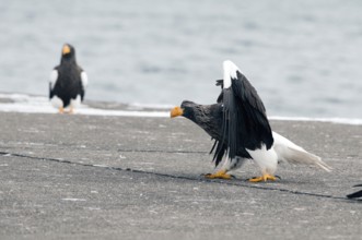 Steller's sea eagle (Haliaeetus pelagicus), Japan