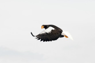 Steller's sea eagle (Haliaeetus pelagicus) flying, Russia