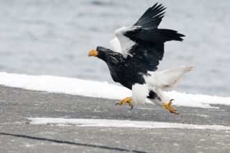 Steller's sea eagle running (Haliaeetus pelagicus), Japan