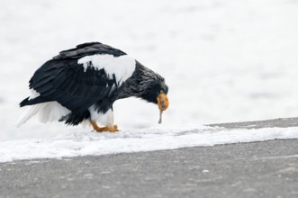 Steller's sea eagle eating a fish (Haliaeetus pelagicus), Japan