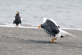 Steller's sea eagle, take-off (Haliaeetus pelagicus), Japan