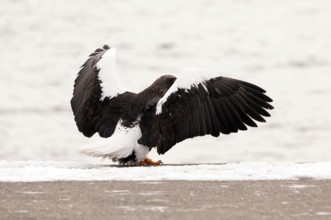 Steller's sea eagle (Haliaeetus pelagicus), Landing, Japan