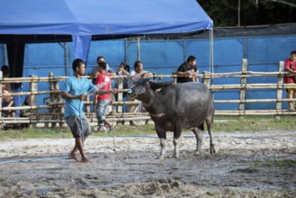 Thailand, fighting Buffalo (Bubalus bubalis), preparation before the fight