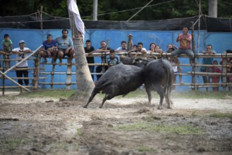 Thailand, fighting Buffalo (Bubalus bubalis), Fighting