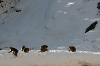 Japanese macaque or snow japanese monkey (Macaca fuscata) family, Japan