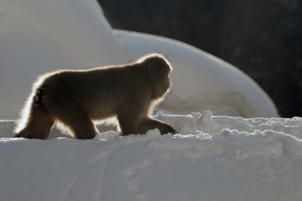 Japanese macaque or snow japanese monkey (Macaca fuscata), Japan