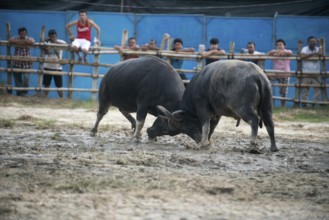 Thailand, fighting Buffalo (Bubalus bubalis), Fighting