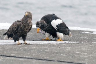 Steller's sea eagle eating a fish in the front of white-tailed sea eagle (Haliaeetus pelagicus),