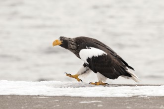 Steller's sea eagle (Haliaeetus pelagicus), Japan