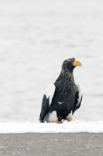Steller's sea eagle (Haliaeetus pelagicus), Japan