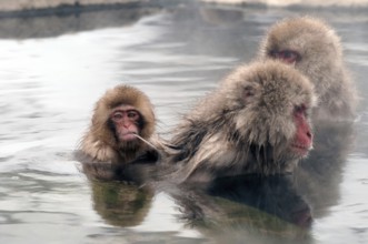Japanese macaque or snow japanese monkey (Macaca fuscata) baby in onsen, Japan