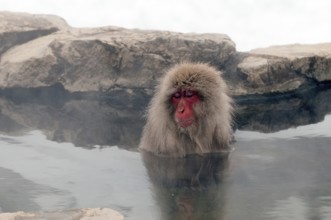 Japanese macaque or snow japanese monkey (Macaca fuscata) bath in onsen, Japan