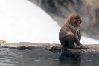 Japanese macaque or snow japanese monkey (Macaca fuscata) young, Japan