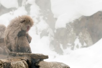 Japanese macaque or snow japanese monkey (Macaca fuscata) young and mom, Japan