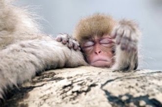 Japanese macaque or snow japanese monkey (Macaca fuscata) baby, Japan