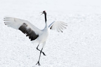 Japanese crane, Red-crowned crane (Grus japonensis) dancing, Japan