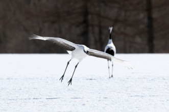 Japanese crane, Red-crowned crane (Grus japonensis) landing, Japan