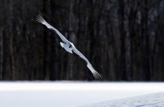 Japanese crane, Red-crowned crane (Grus japonensis) flying, Japan