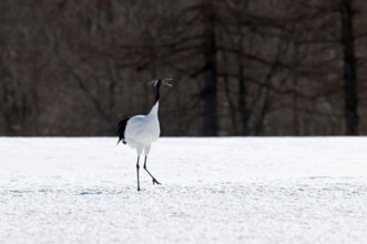Japanese crane, Red-crowned crane (Grus japonensis) singing, Japan