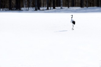 Japanese crane, Red-crowned crane (Grus japonensis), Japan