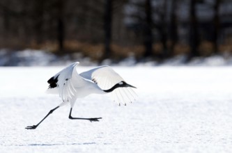 Japanese crane, Red-crowned crane (Grus japonensis) take-off, Japan