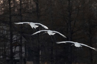Japanese crane, Red-crowned crane (Grus japonensis) adult and youngs flying, Japan