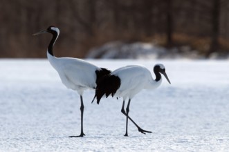 Japanese crane, Red-crowned crane (Grus japonensis) couple, Japan