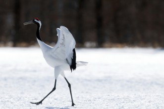 Japanese crane, Red-crowned crane (Grus japonensis) goes away, Japan