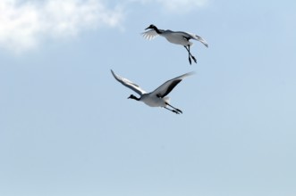 Japanese crane, Red-crowned crane (Grus japonensis) couple flying, Japan