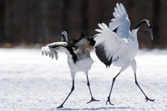 Japanese crane, Red-crowned crane (Grus japonensis) couple dancing, Japan