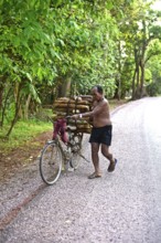 Cambodia, Siem Reap, Transport of wood with bicycle