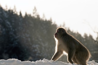 Japanese macaque or snow japanese monkey, in the snow (Macaca fuscata), Japan