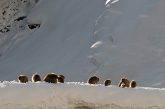 Japanese macaque or snow japanese monkey, group (Macaca fuscata), Japan